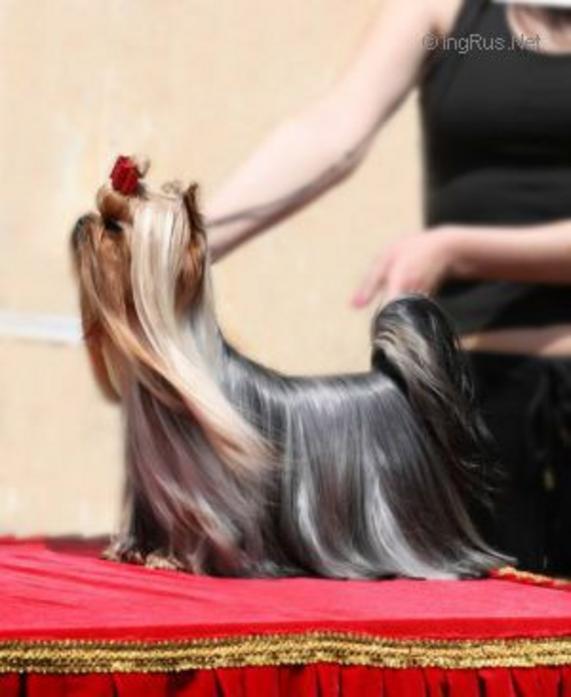  COURCHEVEL BLUE DELIGHT &mdash; Labaza DogPedigree YorkshireTerrier
