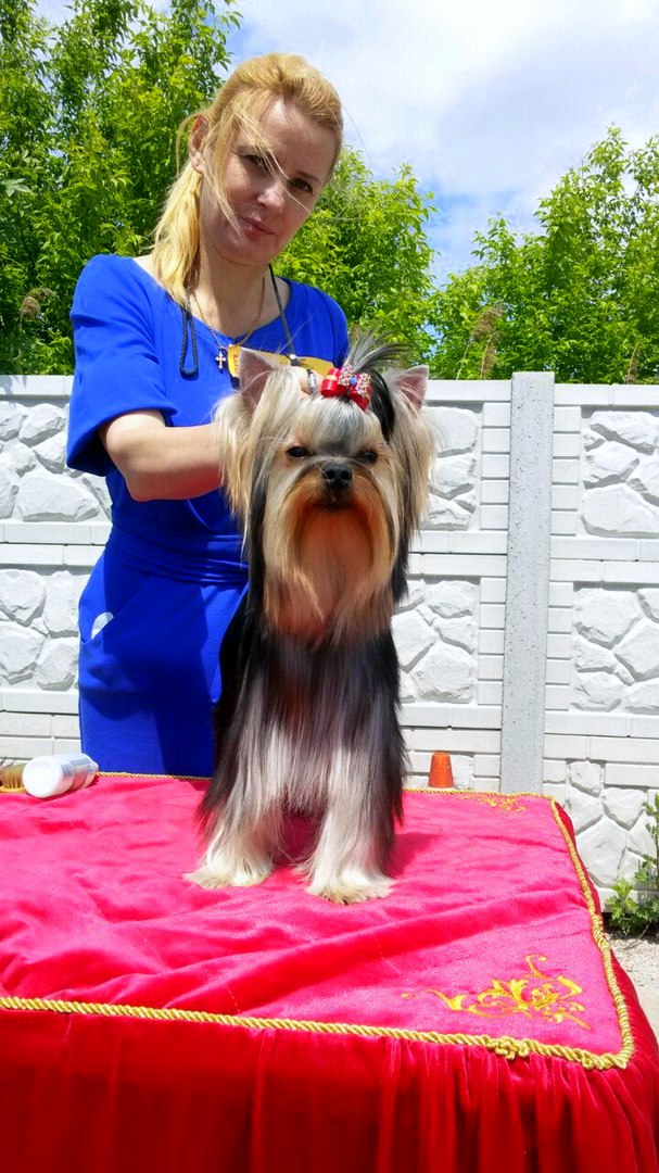 Emma`s Caprice JACK SPARROW EMMA'S CAPRICE &mdash; Labaza DogPedigree YorkshireTerrier