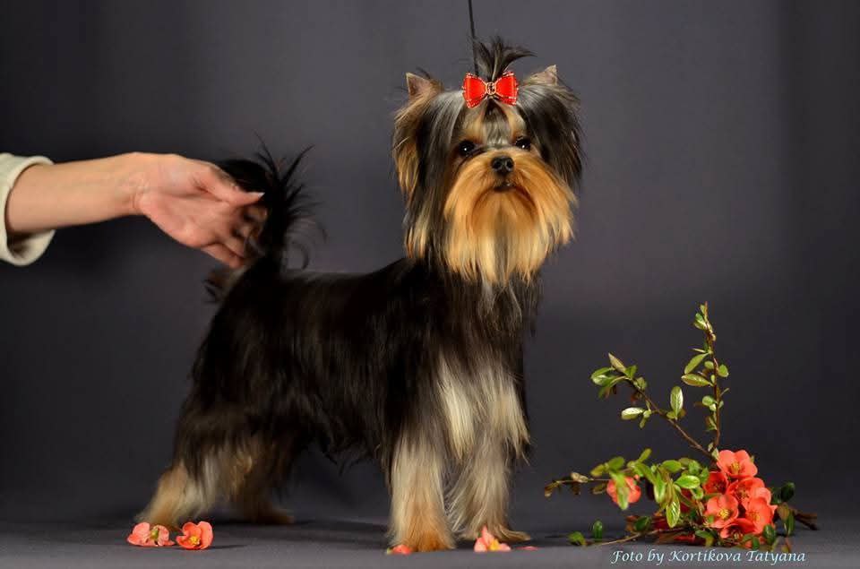 Emma`s Caprice JONES BRIDGET JONES EMMA'S CAPRICE &mdash; Labaza DogPedigree YorkshireTerrier