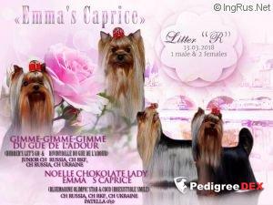 Emma`s Caprice RUN FOREST RUN EMMA'S CAPRICE &mdash; Labaza DogPedigree YorkshireTerrier
