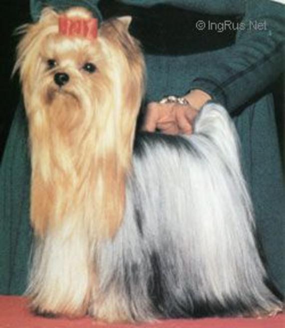  AERO'S MAGIC KIWI &mdash; Labaza DogPedigree YorkshireTerrier