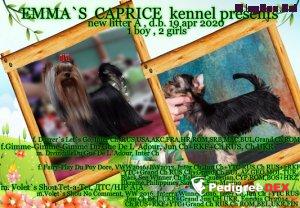 Emma`s Caprice ALICE IN WONDERLAND EMMA'S CAPRICE &mdash; Labaza DogPedigree YorkshireTerrier