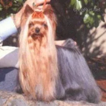  GETBACK OF MILLMOOR &mdash; Labaza DogPedigree YorkshireTerrier