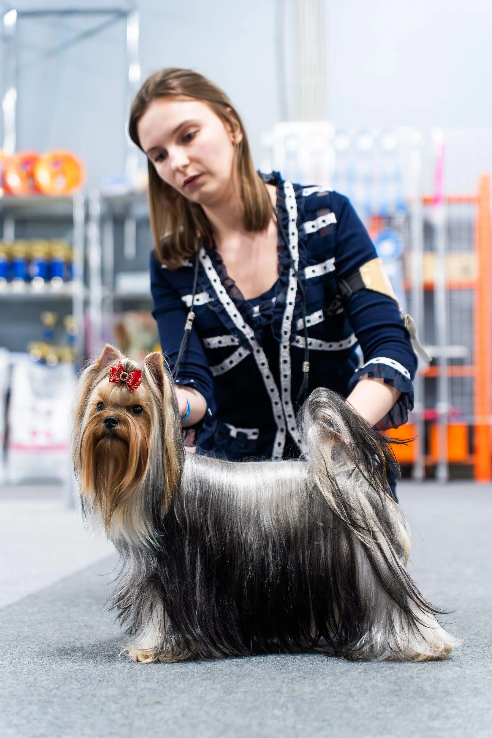 FLER DE MARI ALEKSA &mdash; Labaza DogPedigree YorkshireTerrier