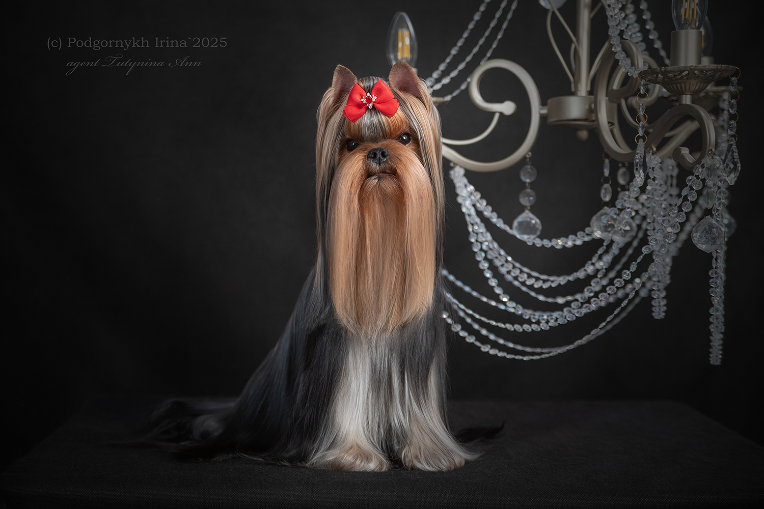 MAGNUS FORTUNA MAGNUS FORTUNA OLIMPIA &mdash; Labaza DogPedigree YorkshireTerrier