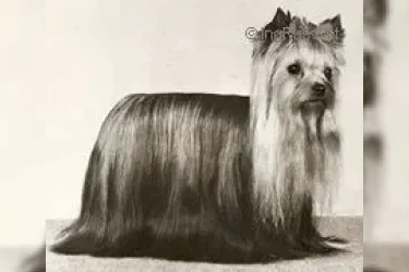  OZMILION FLAMES OF DESIRE &mdash; Labaza DogPedigree YorkshireTerrier