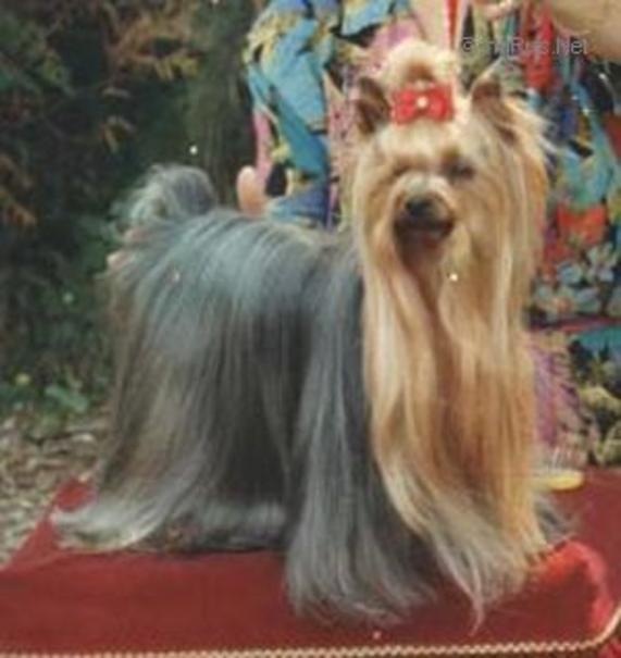 BRIANNE DU GUE DE L'ADOUR &mdash; Labaza DogPedigree YorkshireTerrier