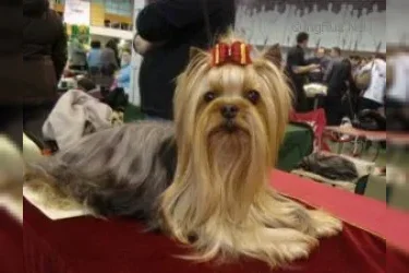  HUNDERWOOD C'CA LA FRANCE &mdash; Labaza DogPedigree YorkshireTerrier