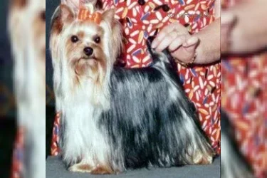  TYAVA'S BILLY BAD TO THE BONE &mdash; Labaza DogPedigree YorkshireTerrier