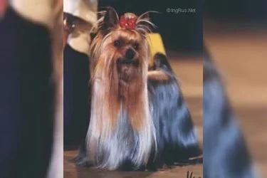  HUNDERWOOD NORMA JEAN &mdash; Labaza DogPedigree YorkshireTerrier
