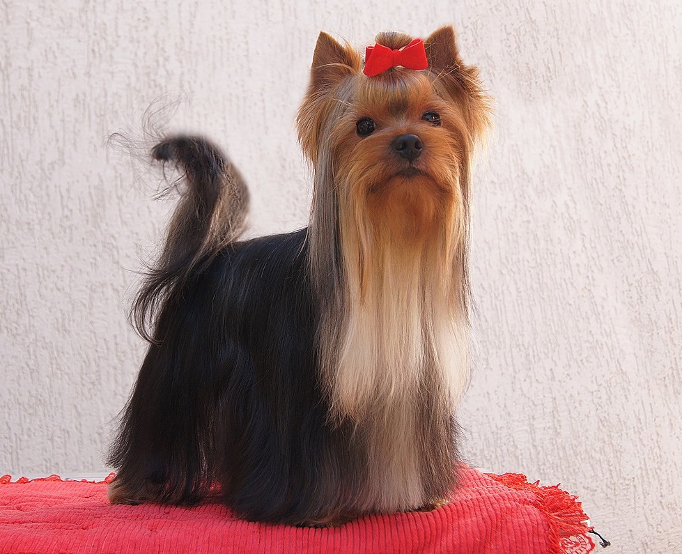 Emma`s Caprice ULTIMATUM EMMA'S CAPRICE &mdash; Labaza DogPedigree YorkshireTerrier