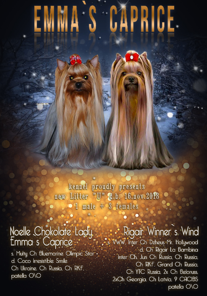 Emma`s Caprice U R MY DREAM EMMA'S CAPRICE &mdash; Labaza DogPedigree YorkshireTerrier