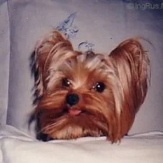  MELUSINE DE LA PAM'POMMERAIE &mdash; Labaza DogPedigree YorkshireTerrier