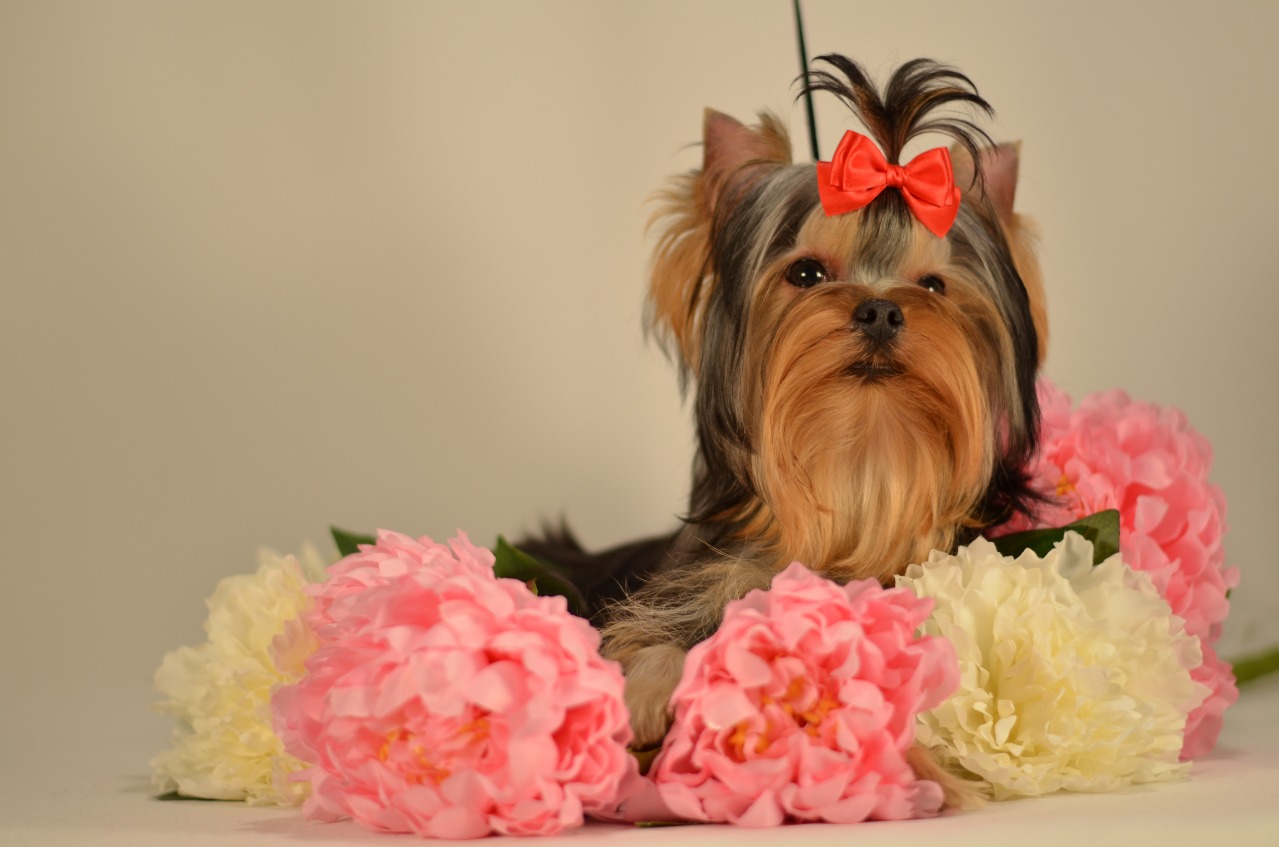 Emma`s Caprice OLIVIA LITTLE BIRD EMMA'S CAPRICE &mdash; Labaza DogPedigree YorkshireTerrier
