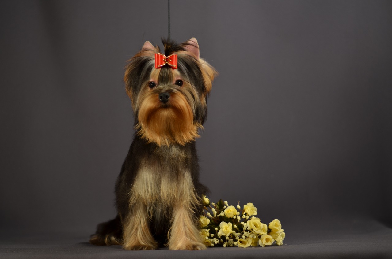 Emma`s Caprice ONE WAY TICKET EMMA'S CAPRICE &mdash; Labaza DogPedigree YorkshireTerrier
