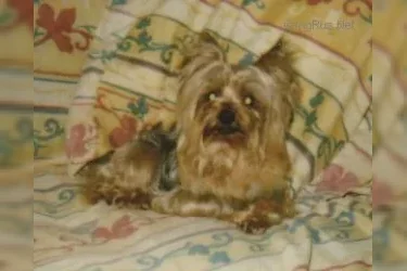  LESLIE DE LA PAM'POMMERAIE &mdash; Labaza DogPedigree YorkshireTerrier