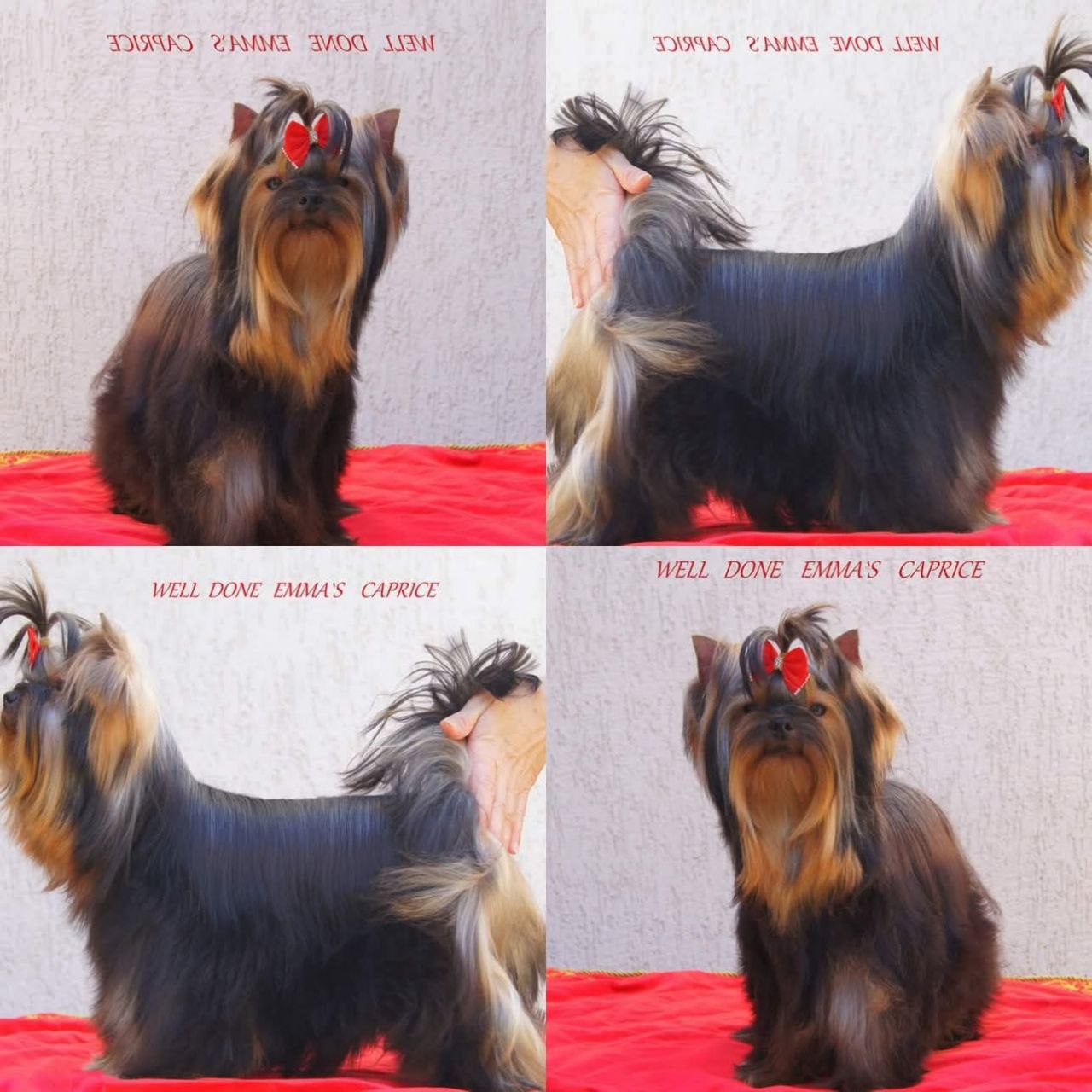Emma`s Caprice WELL DONE EMMA'S CAPRICE &mdash; Labaza DogPedigree YorkshireTerrier
