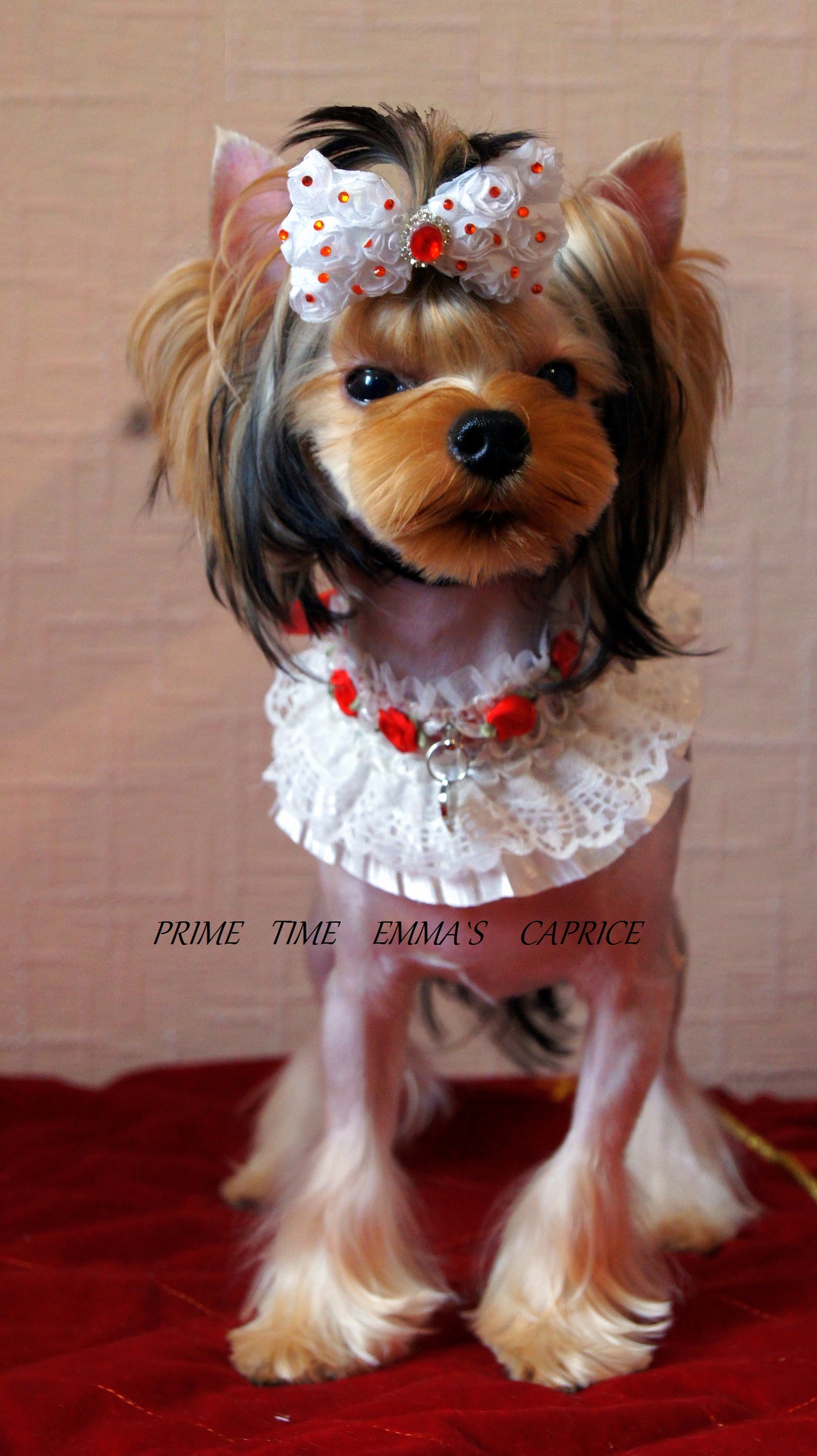Emma`s Caprice PRIME TIME EMMA'S CAPRICE &mdash; Labaza DogPedigree YorkshireTerrier