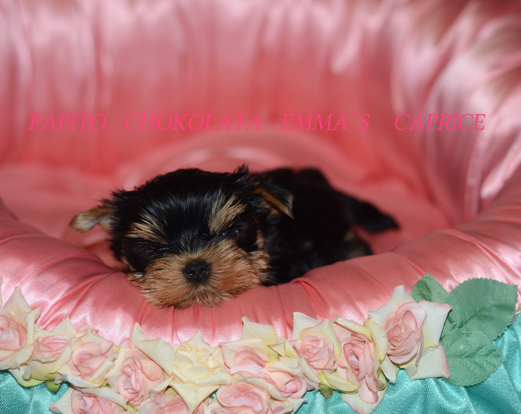Emma`s Caprice PAPITO CHOCOLATA EMMA'S CAPRICE &mdash; Labaza DogPedigree YorkshireTerrier