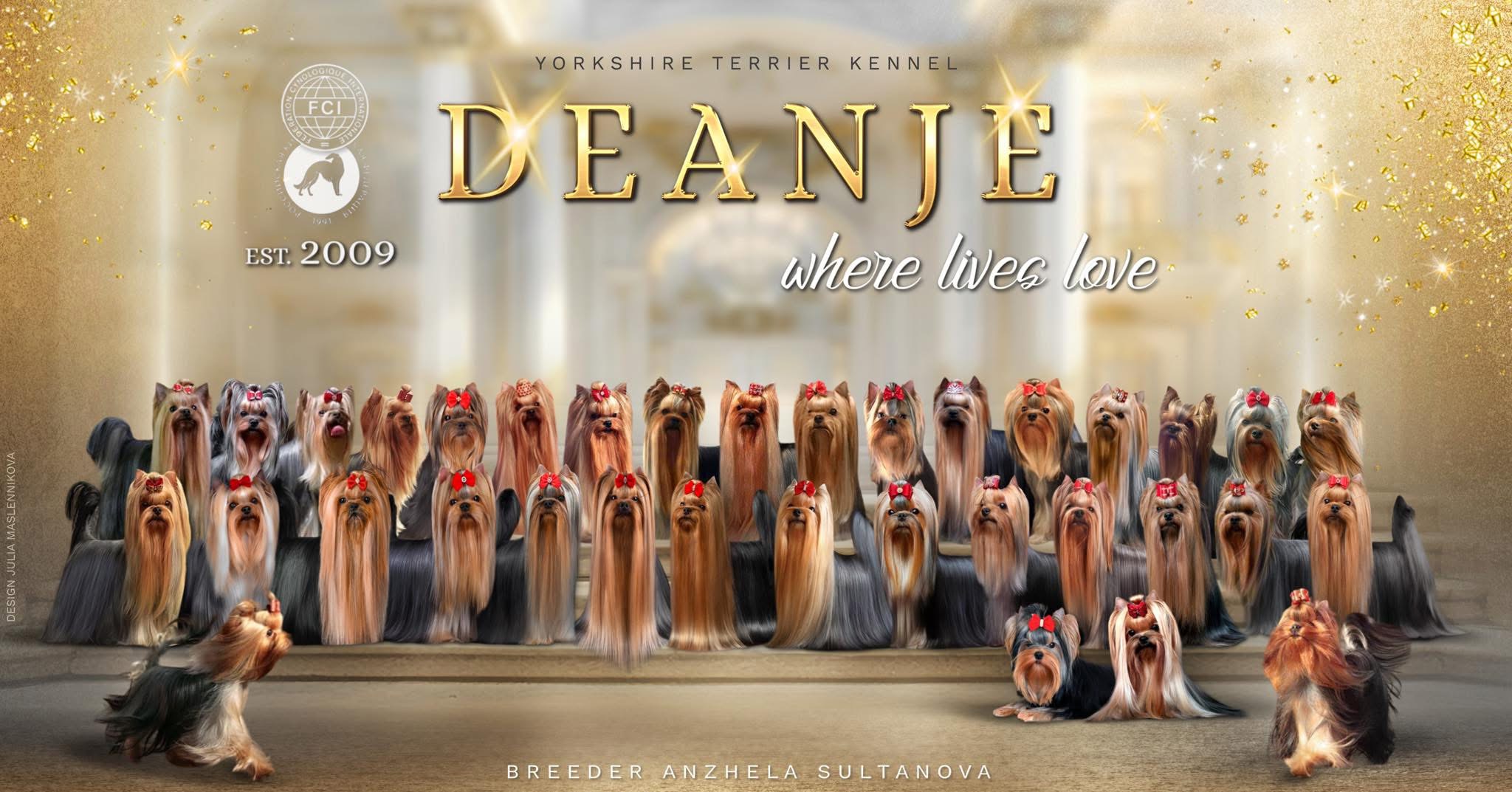 Deanje &mdash; Labaza DogPedigree YorkshireTerrier