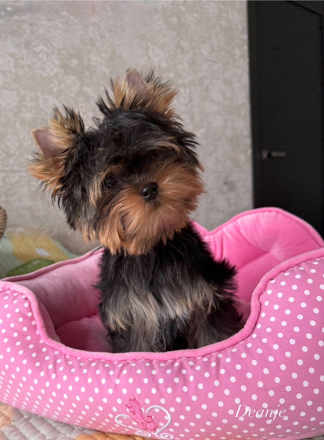 DEANJE DEANJE DREAMS COME TRUE &mdash; Labaza DogPedigree YorkshireTerrier