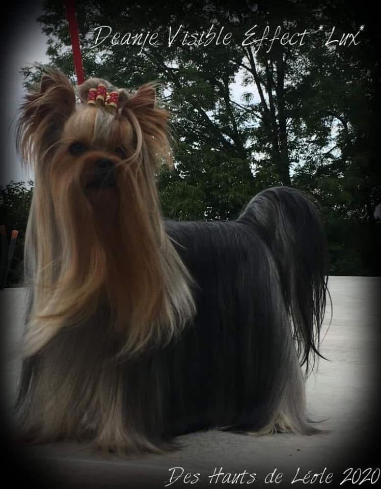 DEANJE DEANJE VISIBLE EFFECT &mdash; Labaza DogPedigree YorkshireTerrier