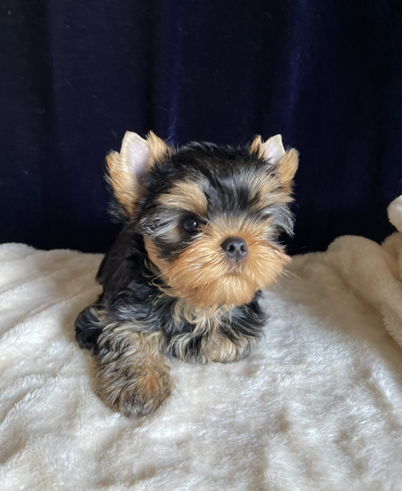 Star Queen STAR QUEEN SNICKERS &mdash; Labaza DogPedigree YorkshireTerrier