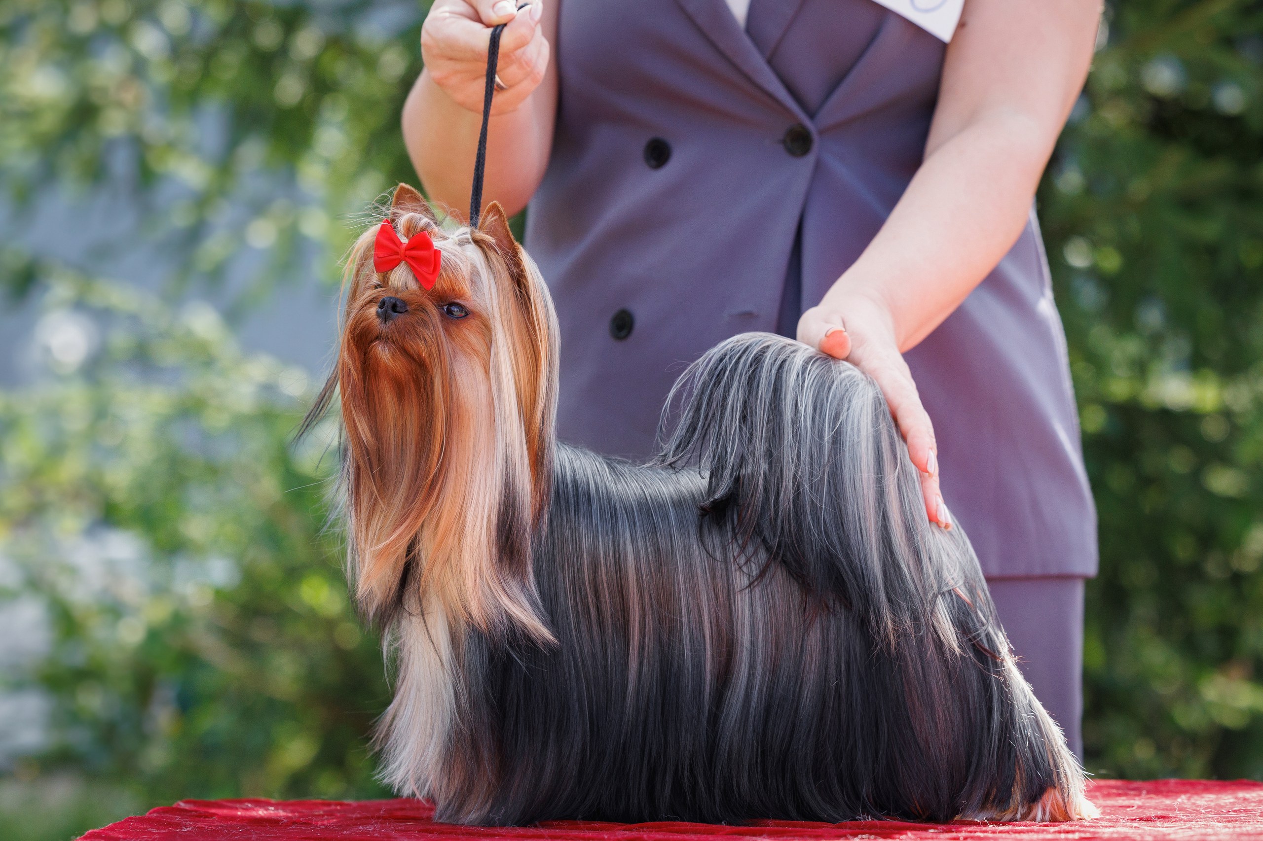 FASHION PARTY FASHION PARTY KOKETKA &mdash; Labaza DogPedigree YorkshireTerrier