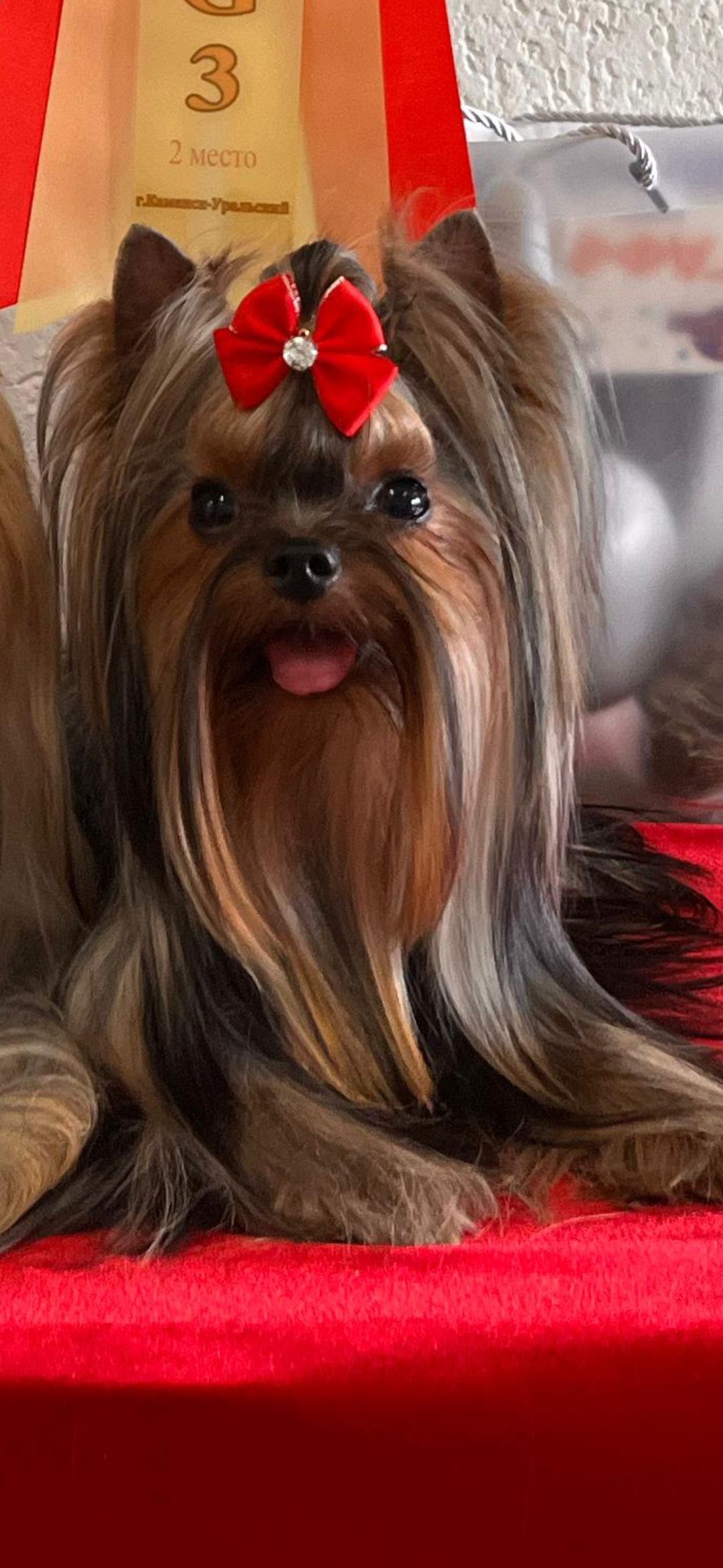 IRESK' S IRESK'S SHEVAN-EN-PAYER &mdash; Labaza DogPedigree YorkshireTerrier