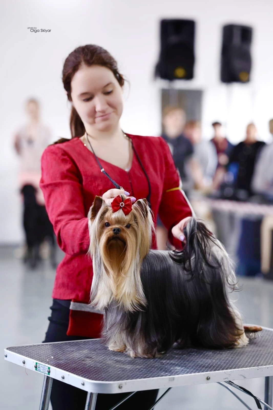 Wellary WELLARY EFFECT &mdash; Labaza DogPedigree YorkshireTerrier