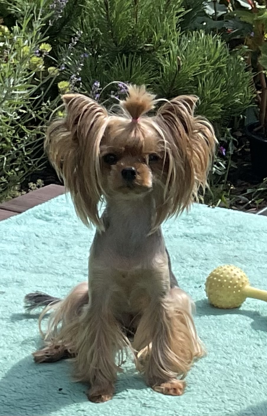 Silver flame SILVER FLAME KEEPSAKE &mdash; Labaza DogPedigree YorkshireTerrier