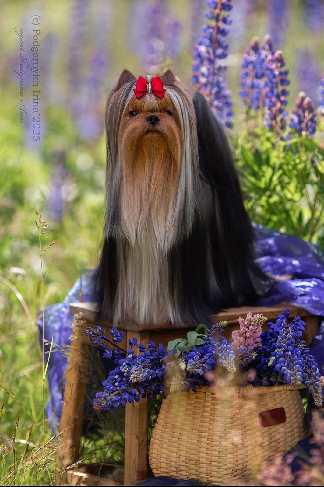 Wellary WELLARY FLORENA &mdash; Labaza DogPedigree YorkshireTerrier