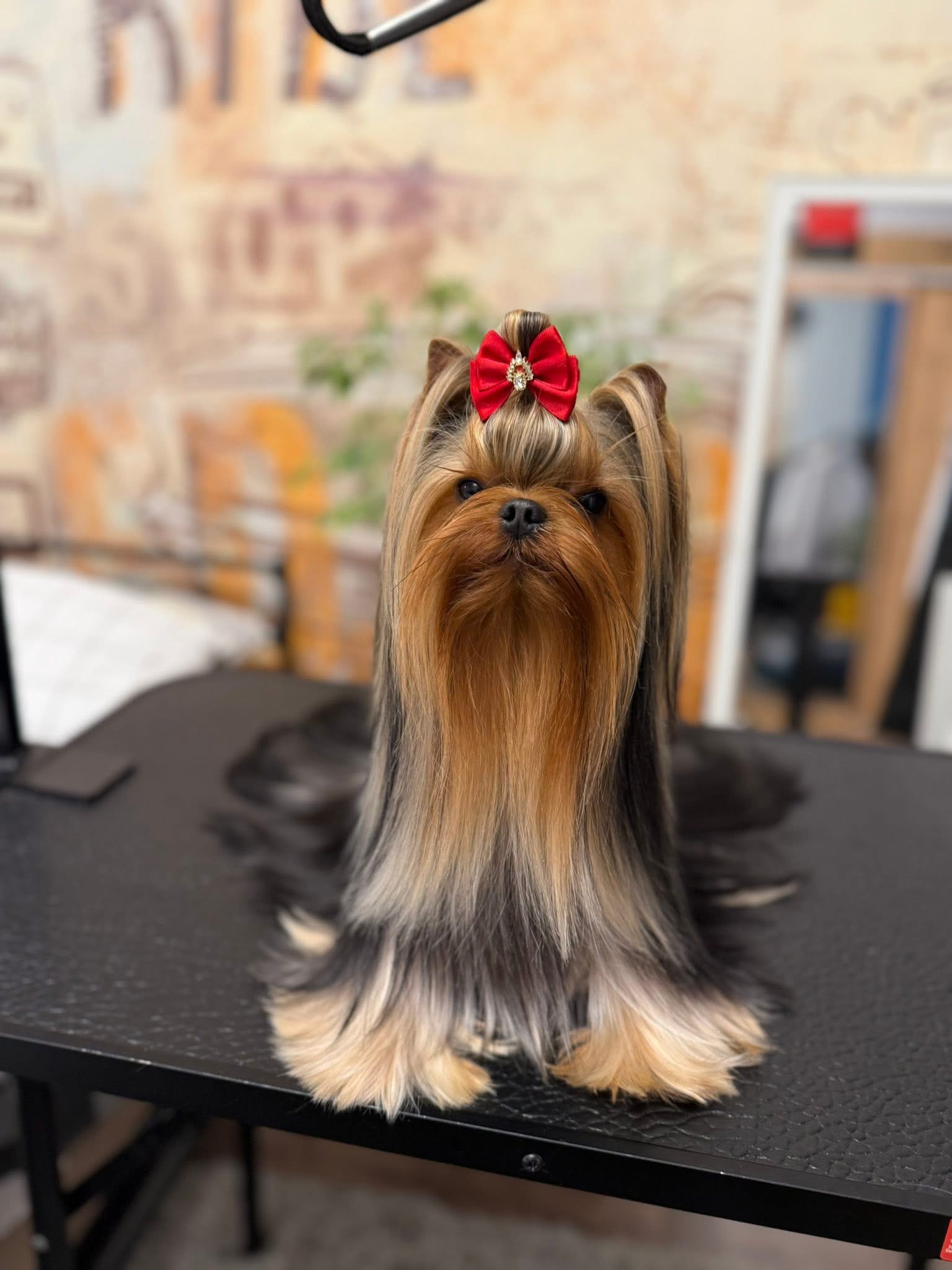 Wellary Wellary Talisman &mdash; Labaza DogPedigree YorkshireTerrier