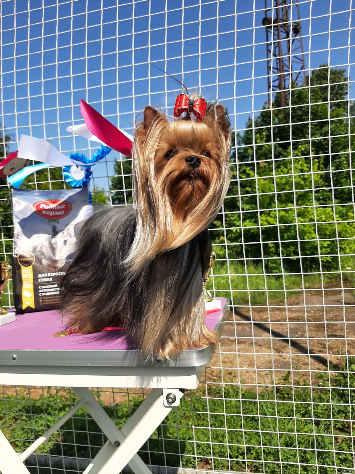 Wellary WELLARY HUMMER &mdash; Labaza DogPedigree YorkshireTerrier
