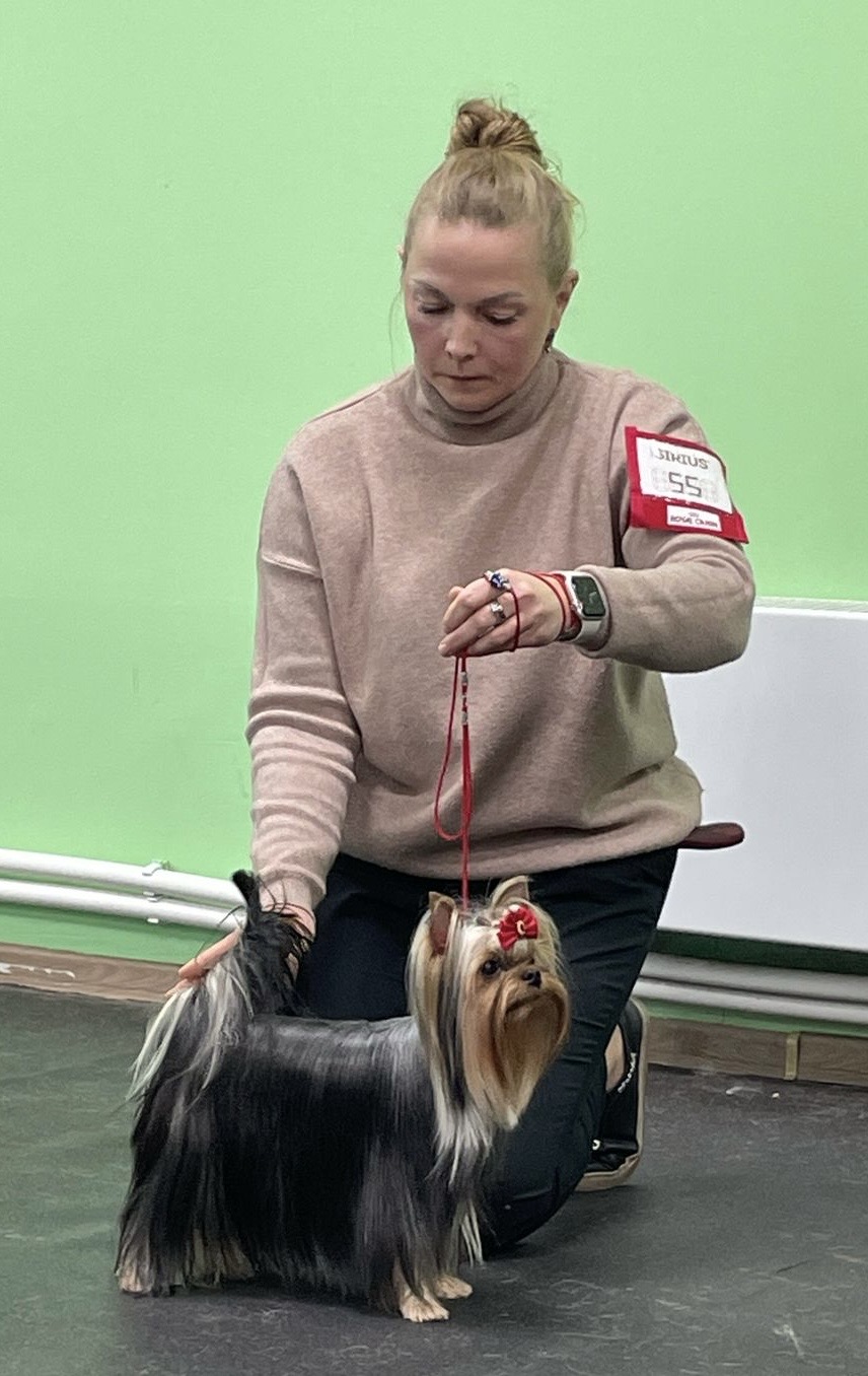 Wellary WELLARY KATARINA &mdash; Labaza DogPedigree YorkshireTerrier
