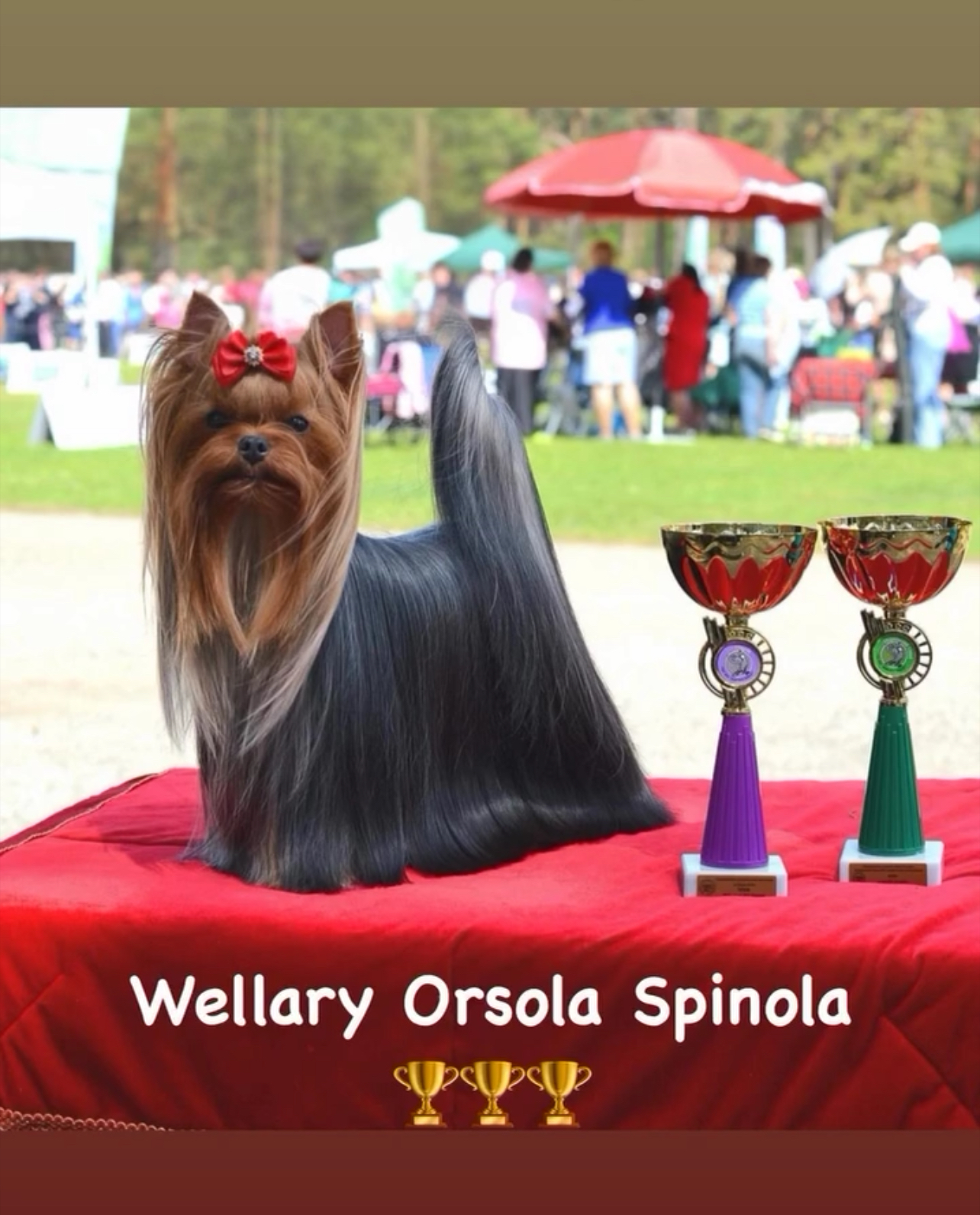 Wellary WELLARY ORSOLA SPINOLA &mdash; Labaza DogPedigree YorkshireTerrier