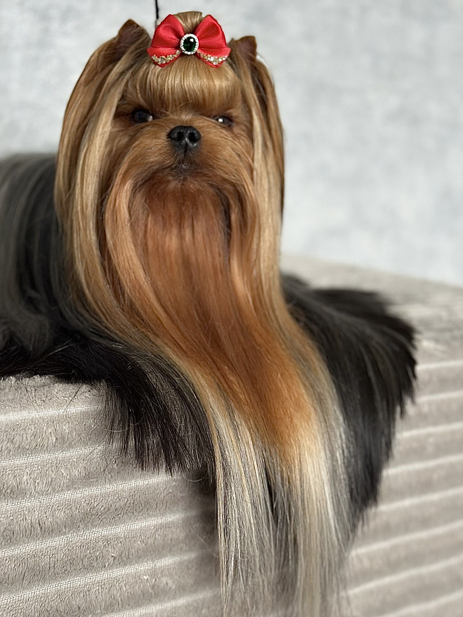 Wellary WELLARY COURAGE &mdash; Labaza DogPedigree YorkshireTerrier