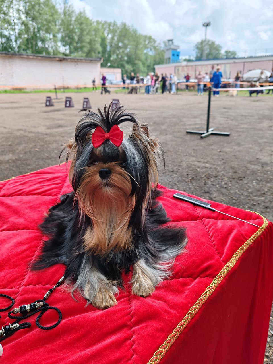 SILK AND SHINE SILK AND SHINE KIARA &mdash; Labaza DogPedigree YorkshireTerrier