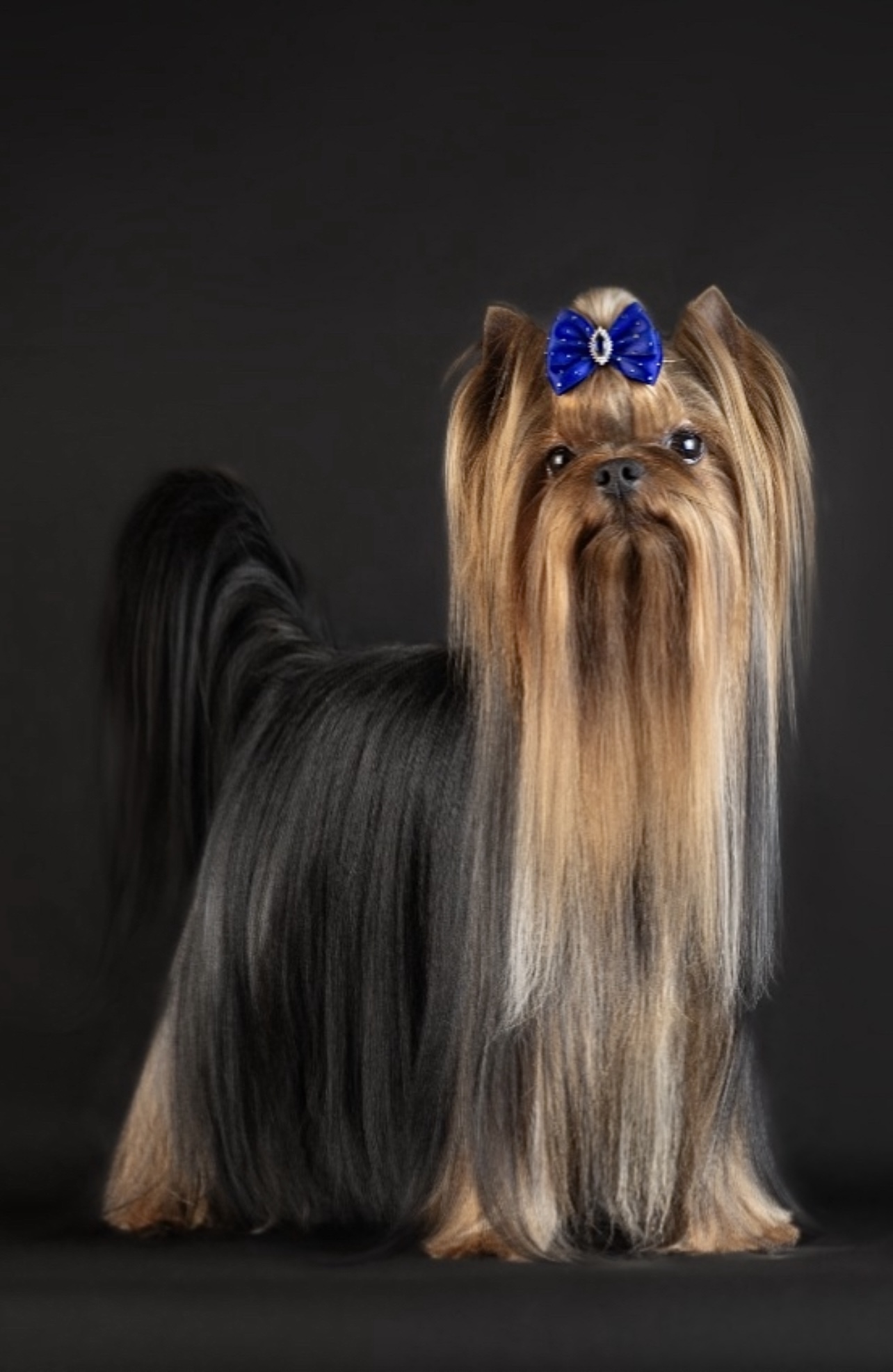 Wellary WELLARY KAZANOVA &mdash; Labaza DogPedigree YorkshireTerrier