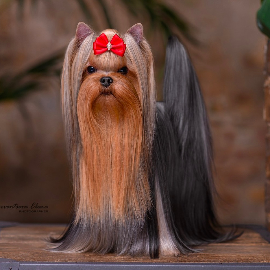 Wellary WELLARY NAMBY PAMBY &mdash; Labaza DogPedigree YorkshireTerrier