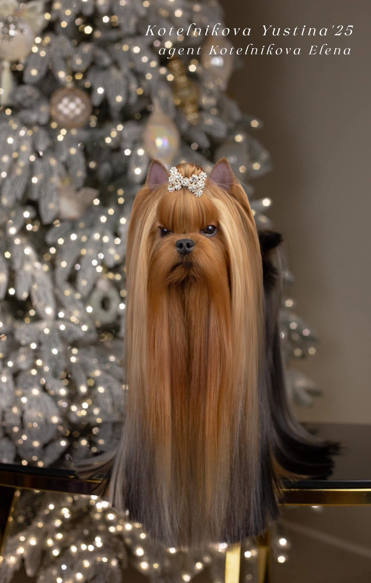 Wellary WELLARY ROYAL LIFE &mdash; Labaza DogPedigree YorkshireTerrier