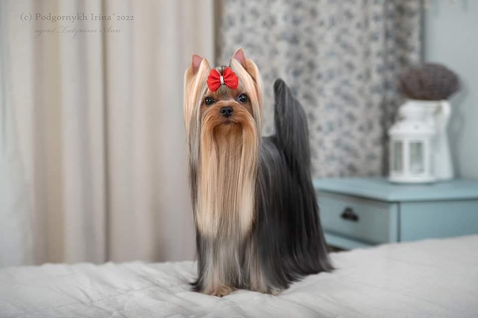DE LAVER STYLE VIVA SHOU DE LAVER STYLE &mdash; Labaza DogPedigree YorkshireTerrier