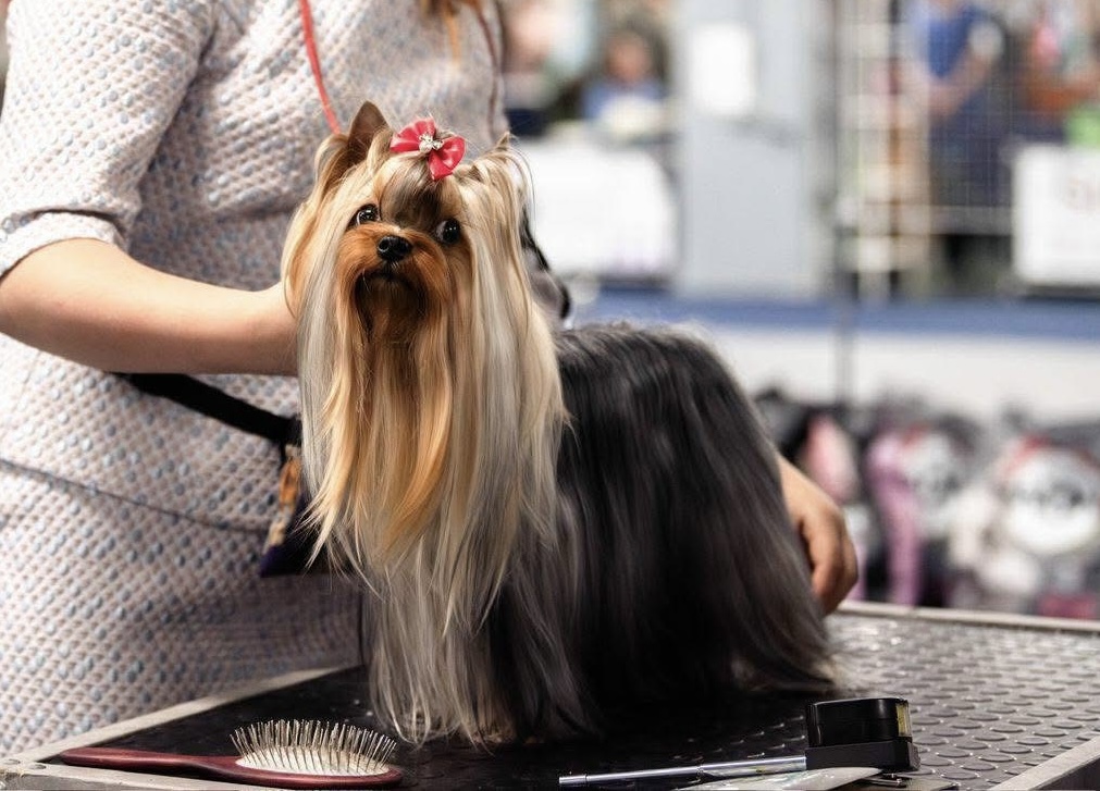  ДЖЕМ &mdash; Labaza DogPedigree YorkshireTerrier
