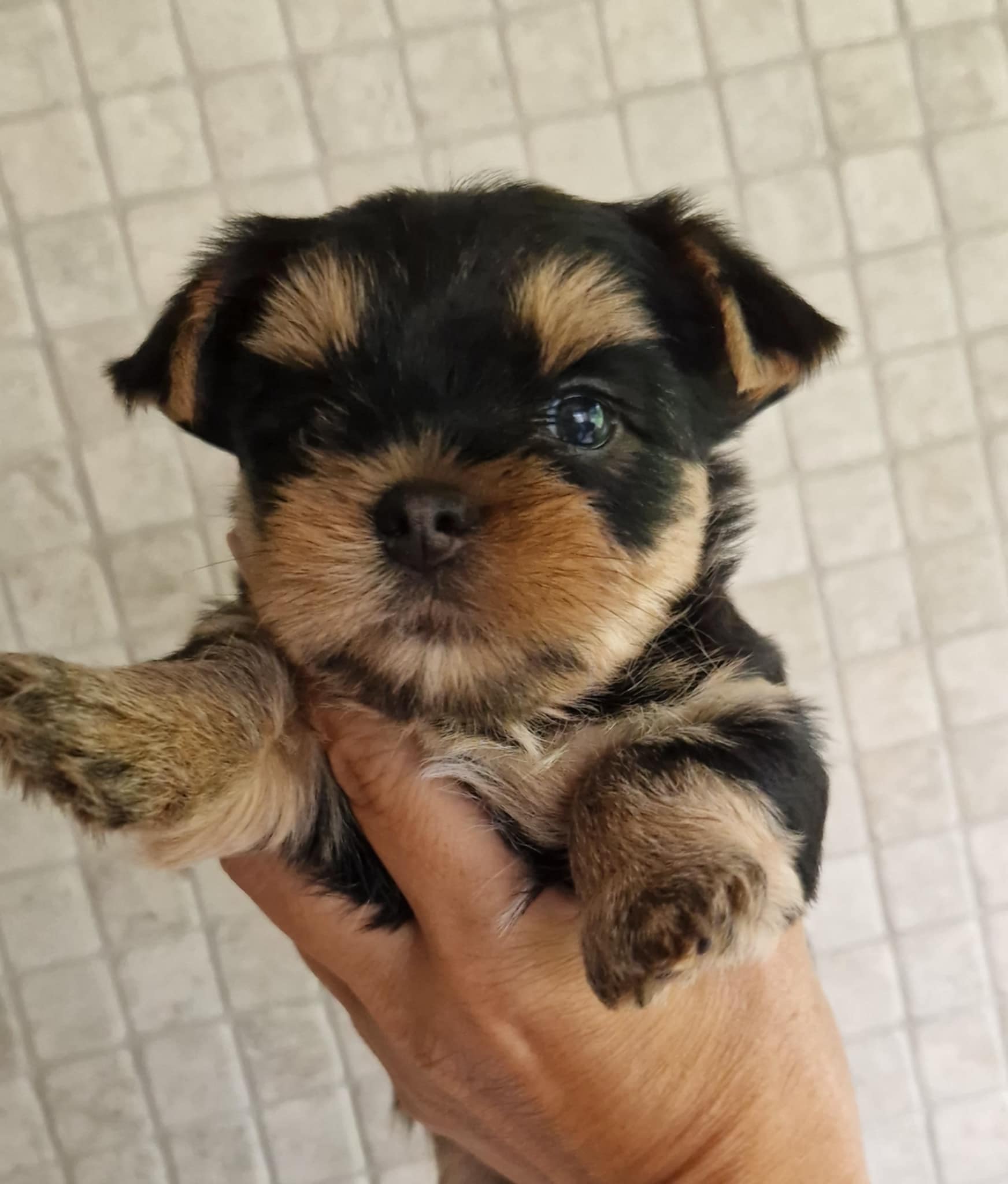 Silver flame SILVER FLAME DARK VELVET &mdash; Labaza DogPedigree YorkshireTerrier