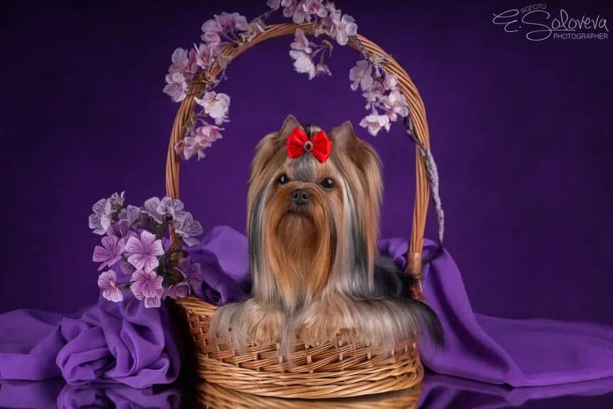 DEANJE DEANJE VICTORY DANCE &mdash; Labaza DogPedigree YorkshireTerrier