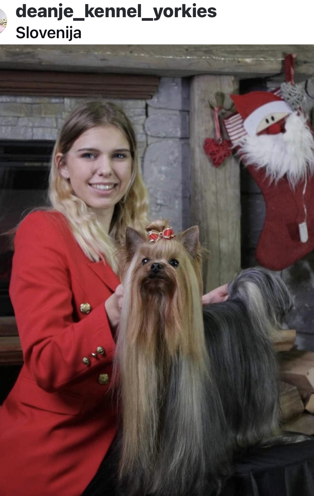 DEANJE DEANJE ARISTOCRAT MAN &mdash; Labaza DogPedigree YorkshireTerrier