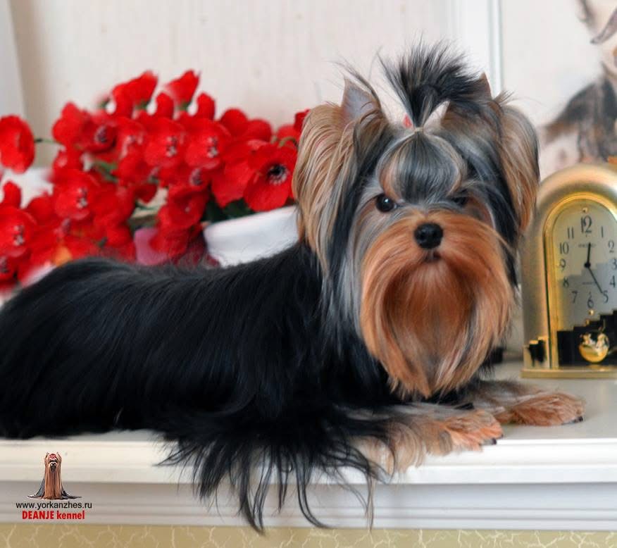 DEANJE DEANJE RELAX &mdash; Labaza DogPedigree YorkshireTerrier