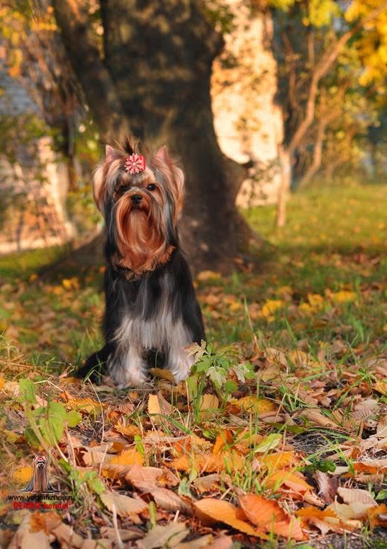 DEANJE DEANJE RELIANCE &mdash; Labaza DogPedigree YorkshireTerrier