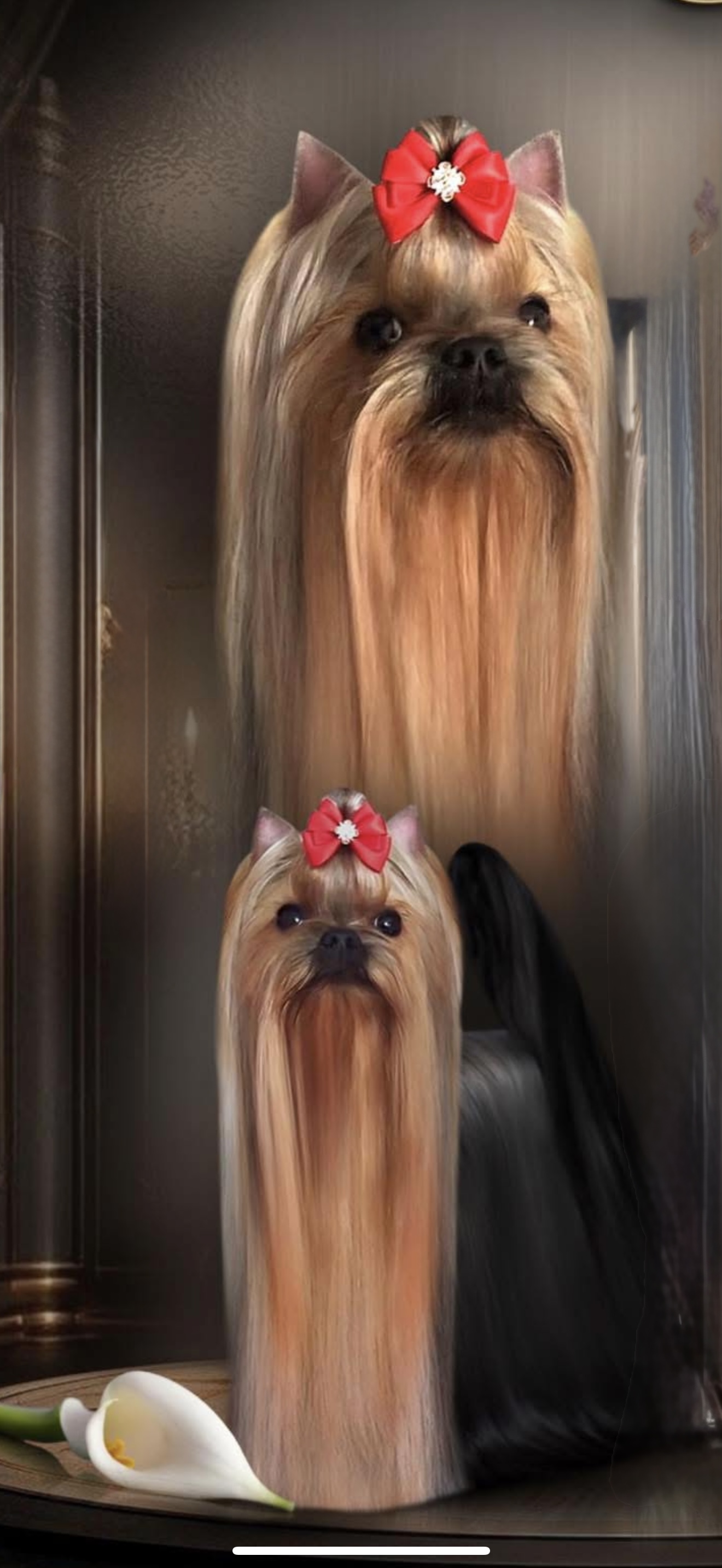  LIFE IMAGE EGRAN LIN &mdash; Labaza DogPedigree YorkshireTerrier