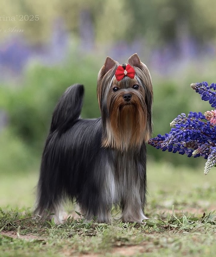 DALI KEY DALI KEY USLADA &mdash; Labaza DogPedigree YorkshireTerrier
